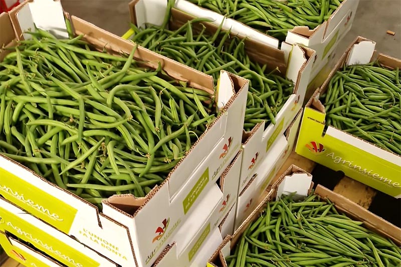 Fagiolini tipo Bobbis - Italia - 3,50/4 euro al chilo